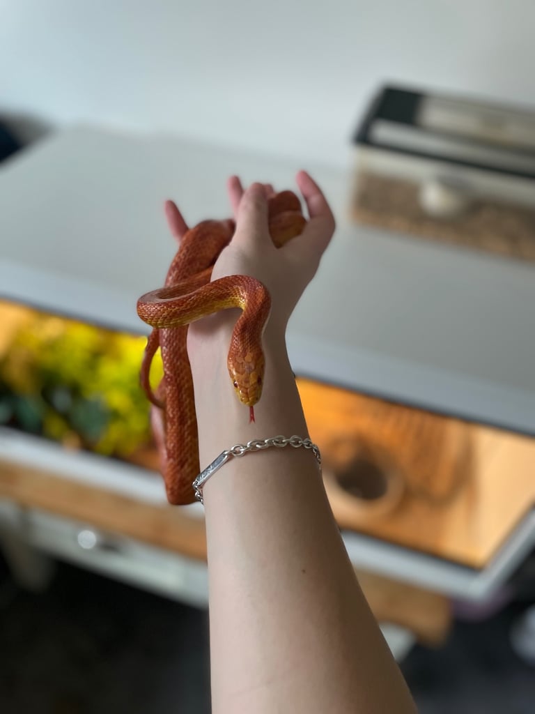 image for Corn snake + full setup 