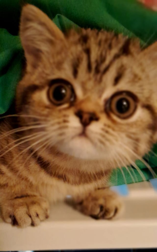 PERSIAN/EXOTIC KITTENS