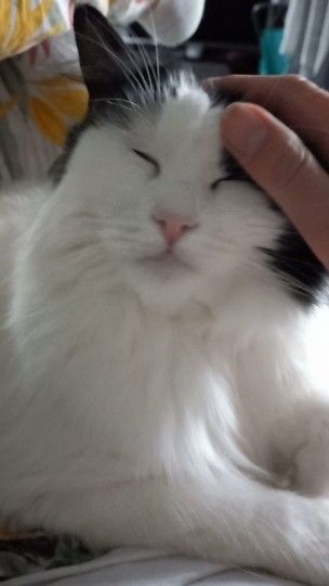 Loving Cat Looking for a Good New Home