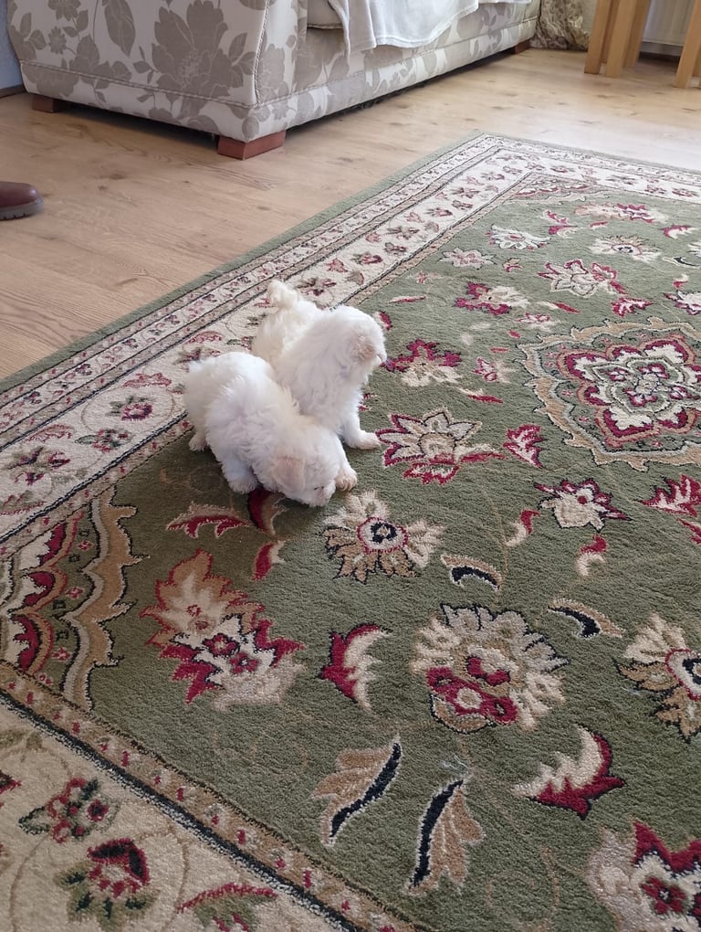 Bichon frise puppy’s 