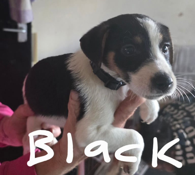 Traditional Jack russells puppies for sale
