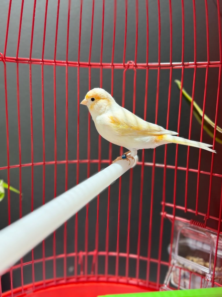 Male dimorphic canary with cage 