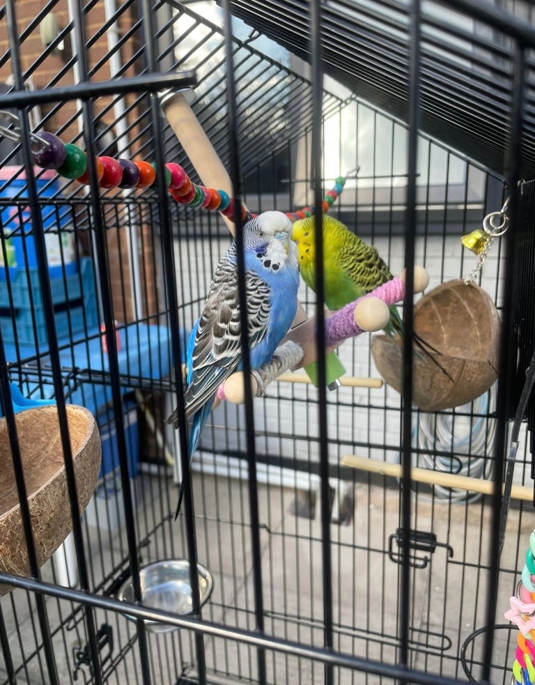 birds for sale Birmingham 