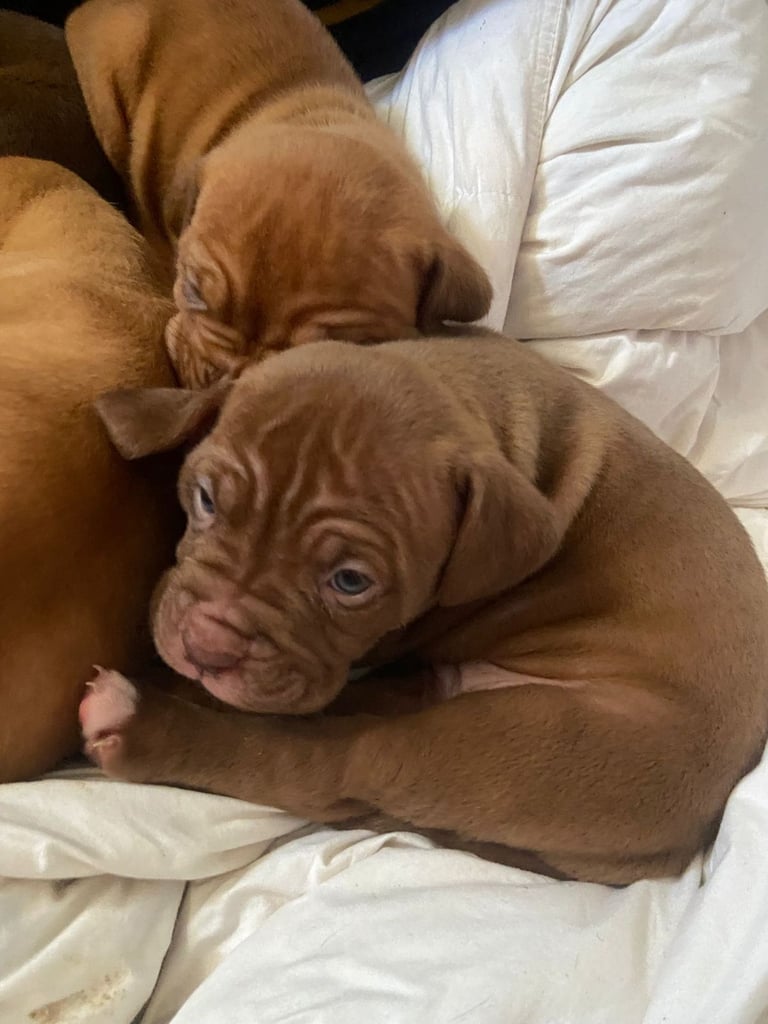 Dogue de bordeaux puppies