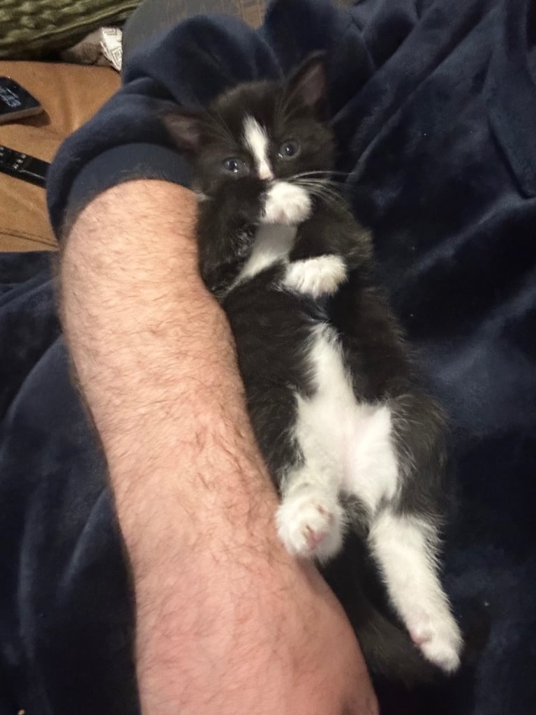 Tuxedo Kittens 🐈‍⬛ 