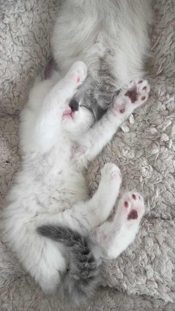 Pure ragdoll kittens ready to leave‼️