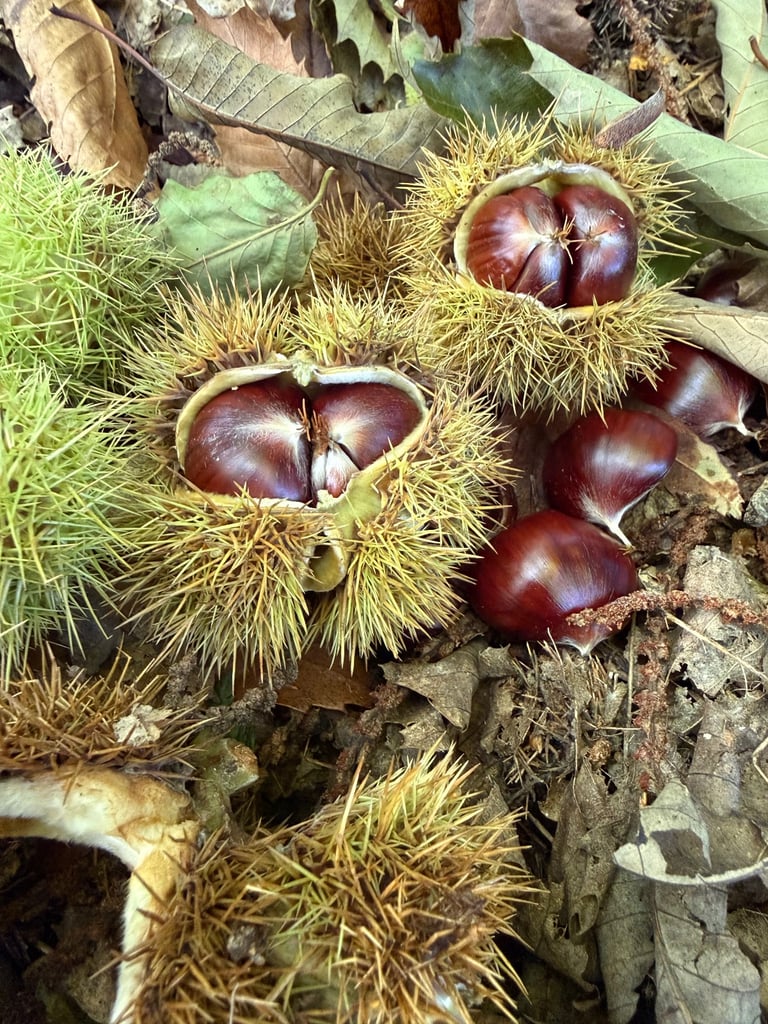 100% BRITISH RAW CHESTNUTS Naturally Ripen & Hand Picked 300g Ready to Cook