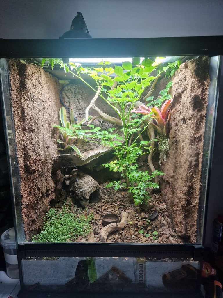 Bioactive 45x45x60 exo terra 30+mourning geckos 