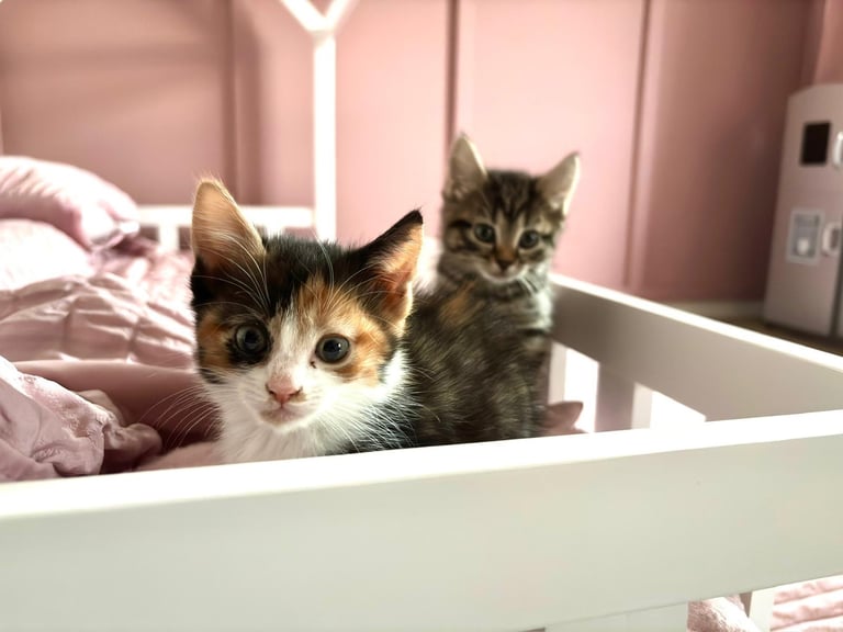 Kittens for sale