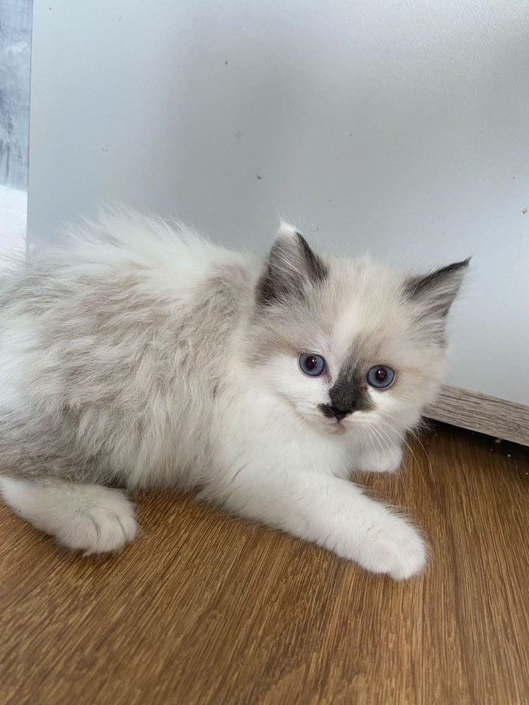 5 gorgeous ragdoll kittens 
