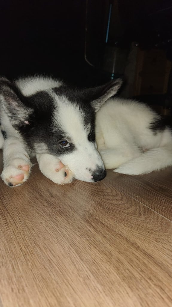 Samusky puppy female