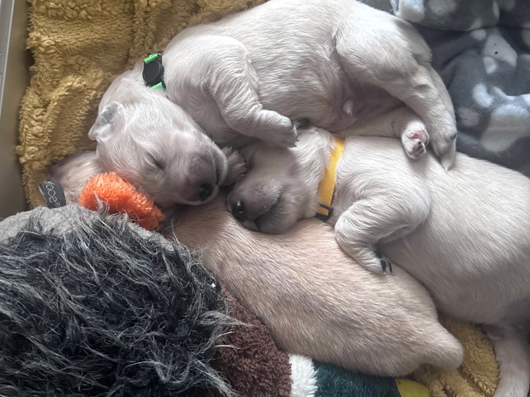 Purebred Golden Retriever Puppies