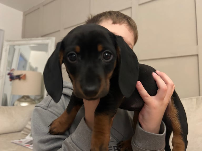 Black & tan Miniature dachshund 