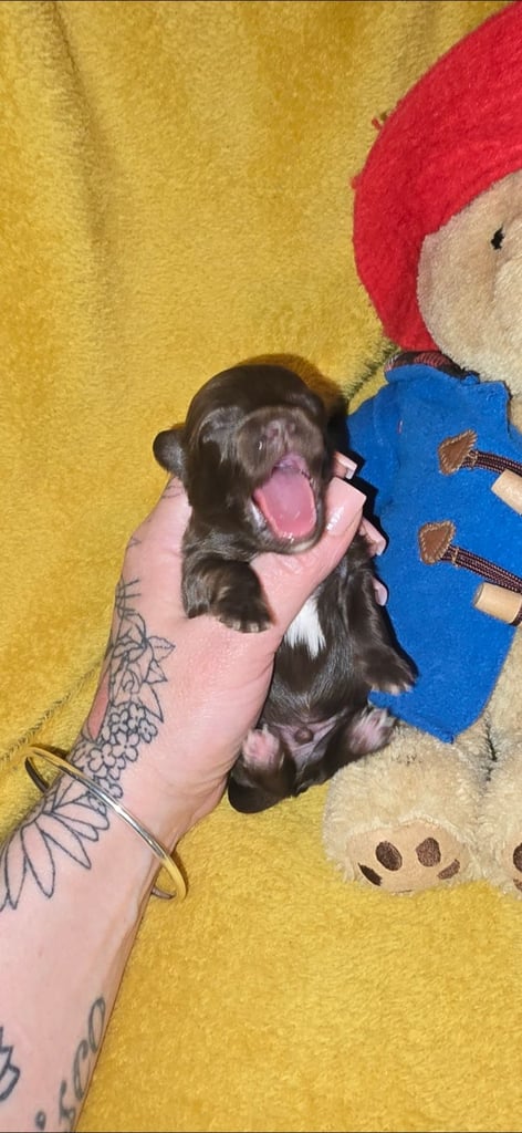 1 time miniature pomapoos 