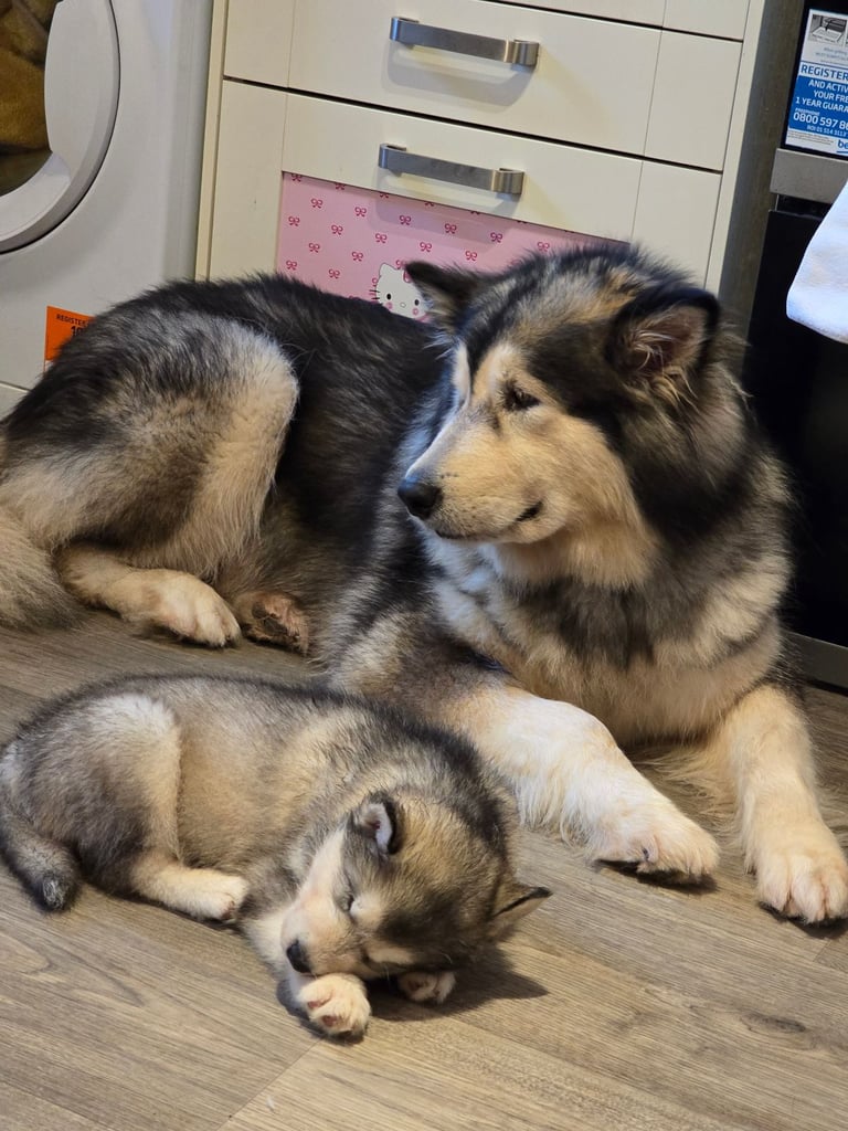 2 alaskan malamute girls ready to go now!!