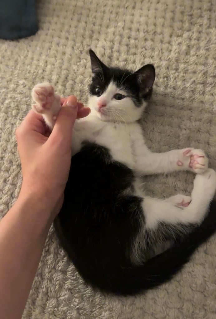 Cute black & white female kitten 