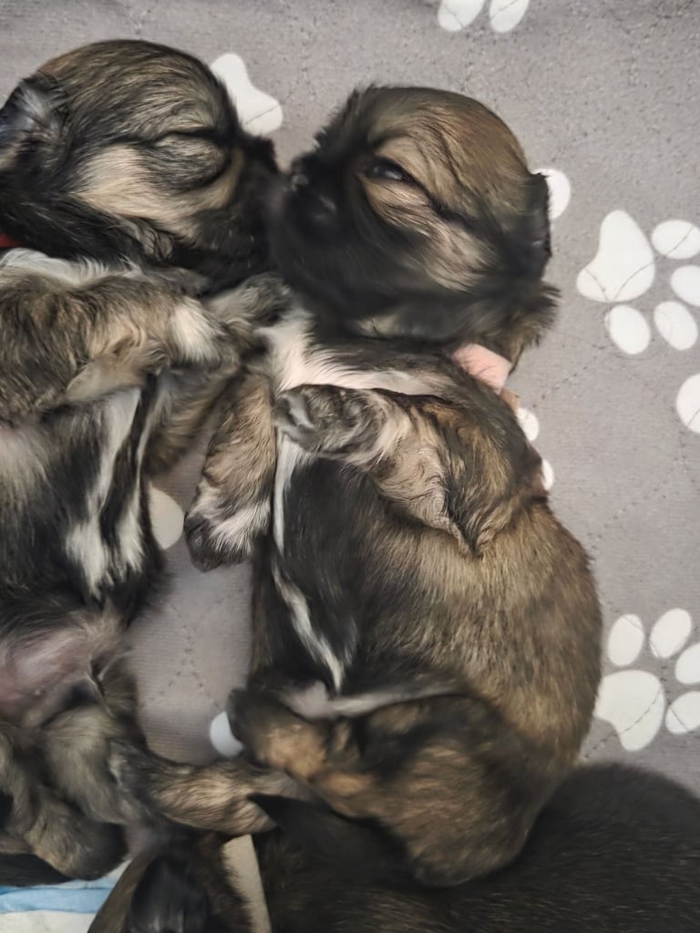 Shitz shu puppies