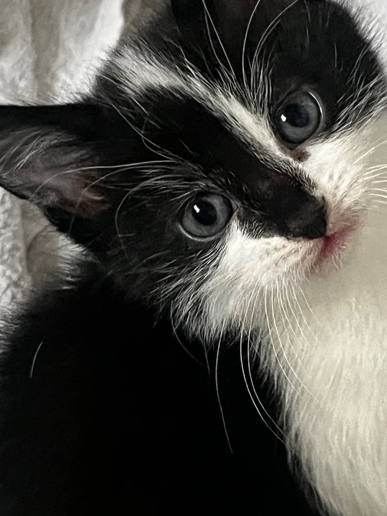 Kittens