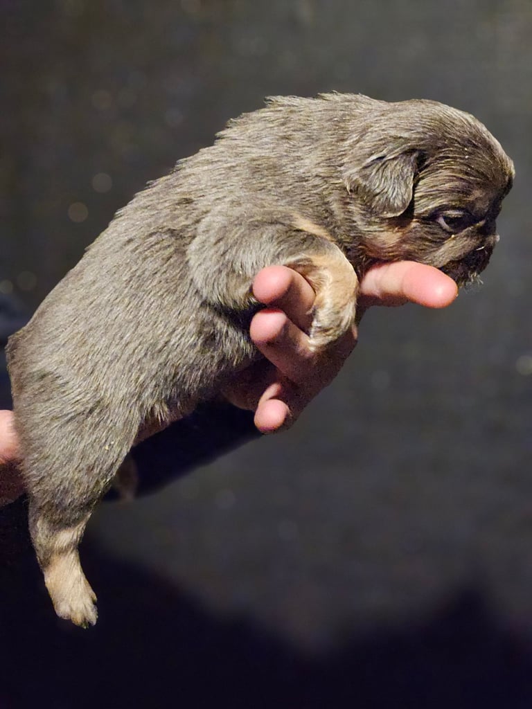 8 beautiful fluffy frenchies 