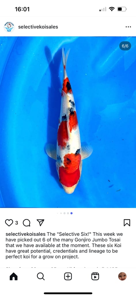 koi fish sale