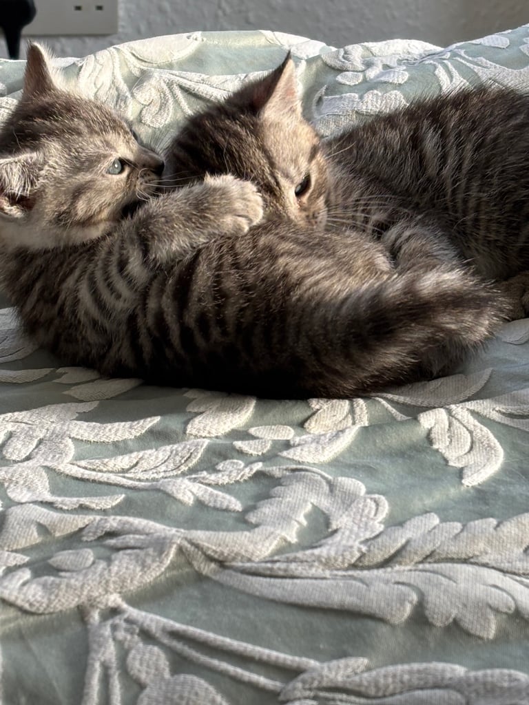Silver tabby kittens