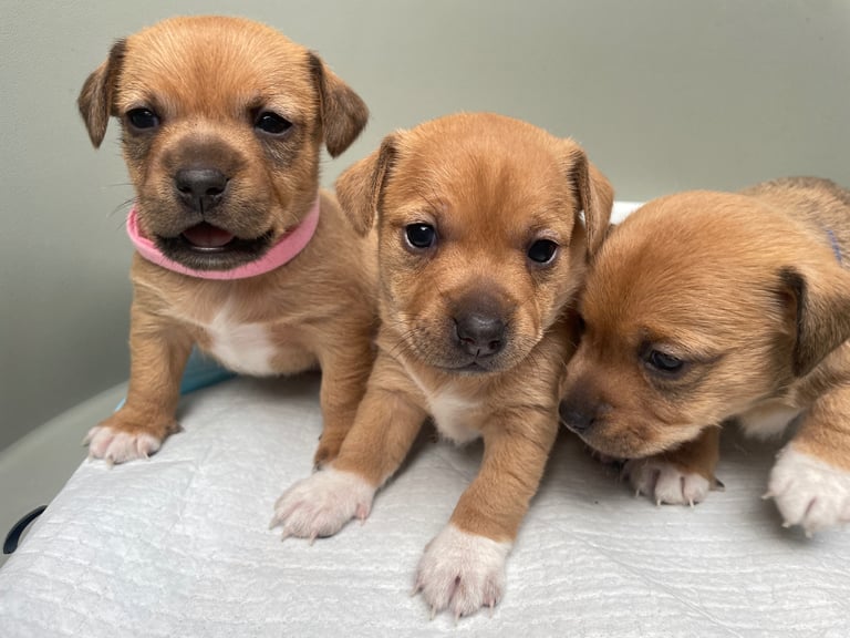 Jack Russell Pups