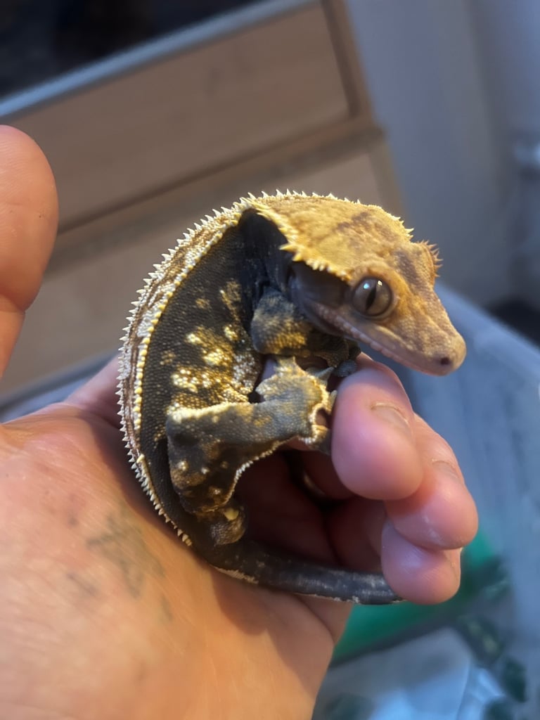 Reptile and invertebrate experience 