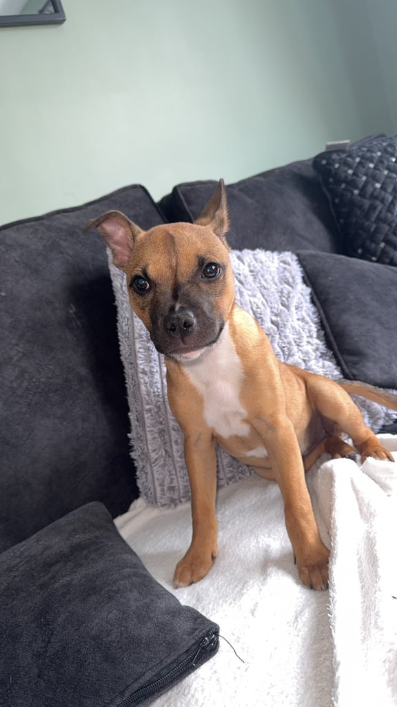 Staffy cross puppy