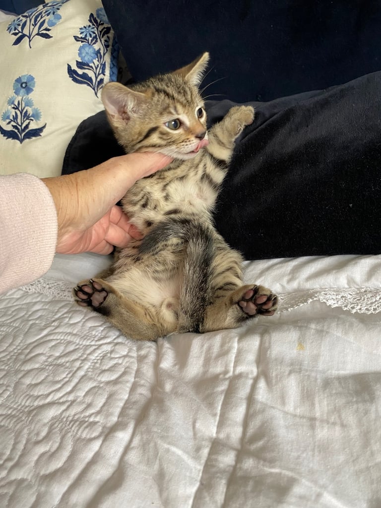 4 beautiful Bengal X kittens Boys £200
