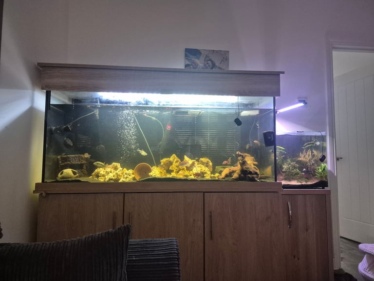 5ft fish tank and everything needed 