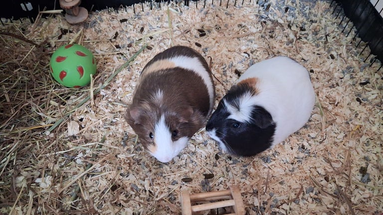 2 Guniea pigs and enclosure