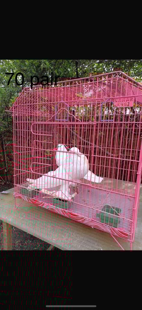 Sale pigeon