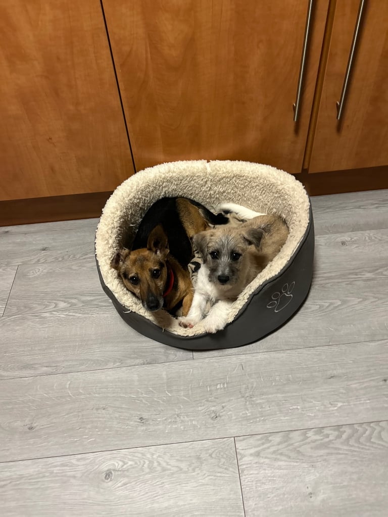 image for Jackie-Bichon