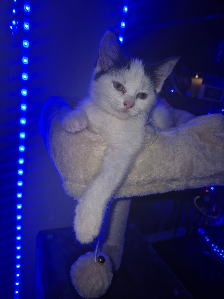 Female black and white kitten