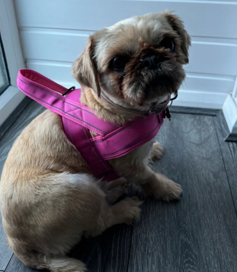 Brand New Dog Harness Strong Anti Pull Size S/M Manchester