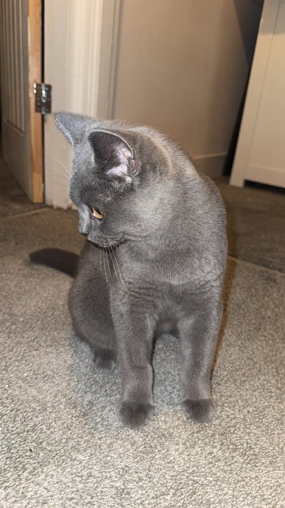 Cat 
