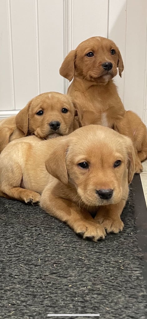 Labrador puppies 