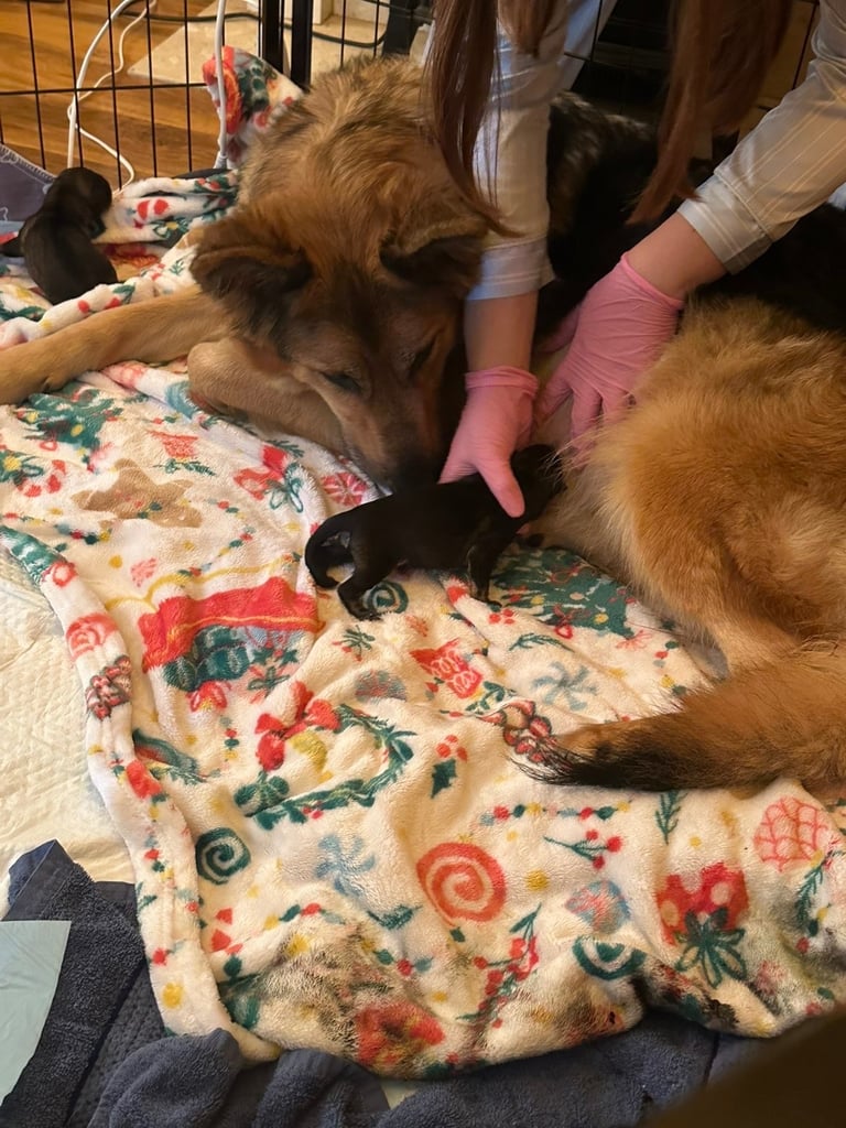 German Shepard puppies for sale 