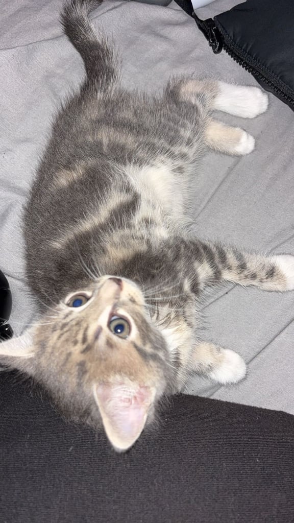 Friendly Kitten