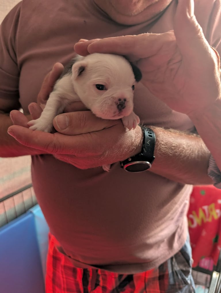 Frenchton pups