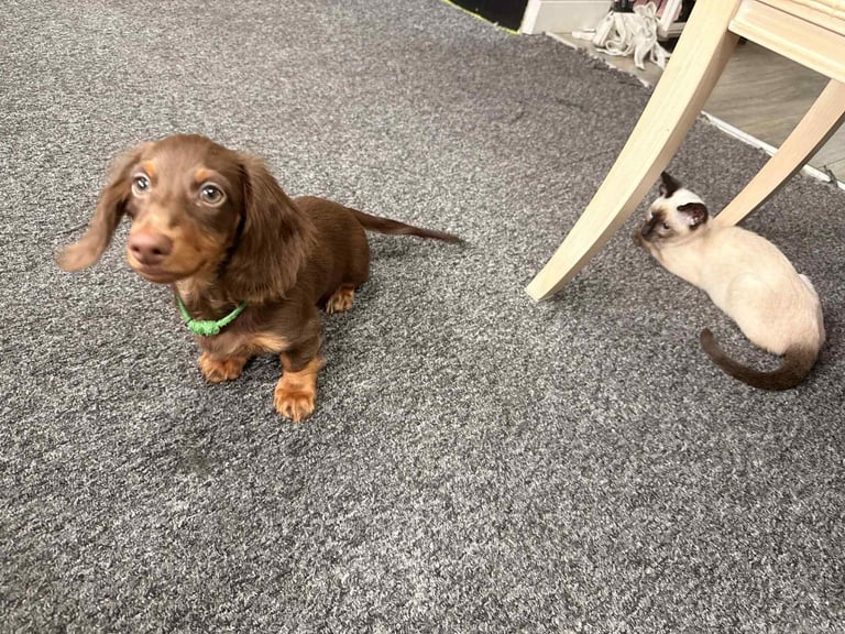 image for Miniature long-haired Dachshund (Boys)