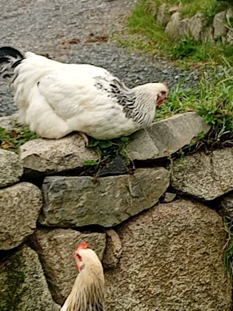 Selection of roosters