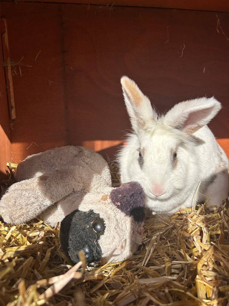 image for Needing to rehome 2 female rabbits
