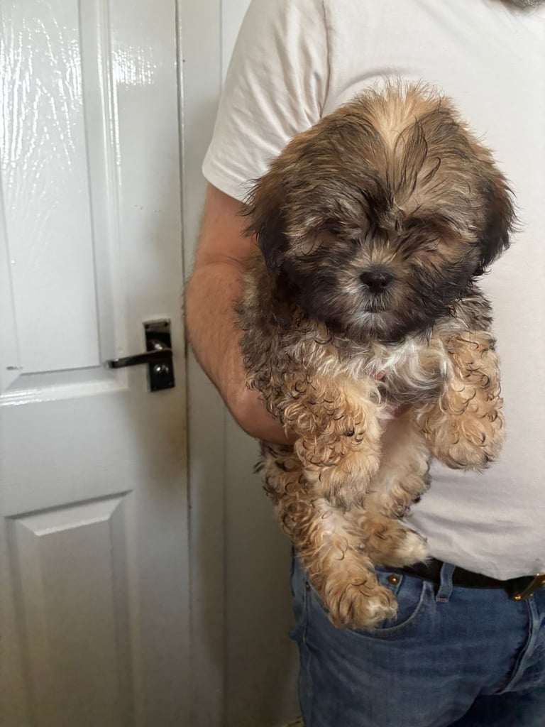 Lhasa apso pups 