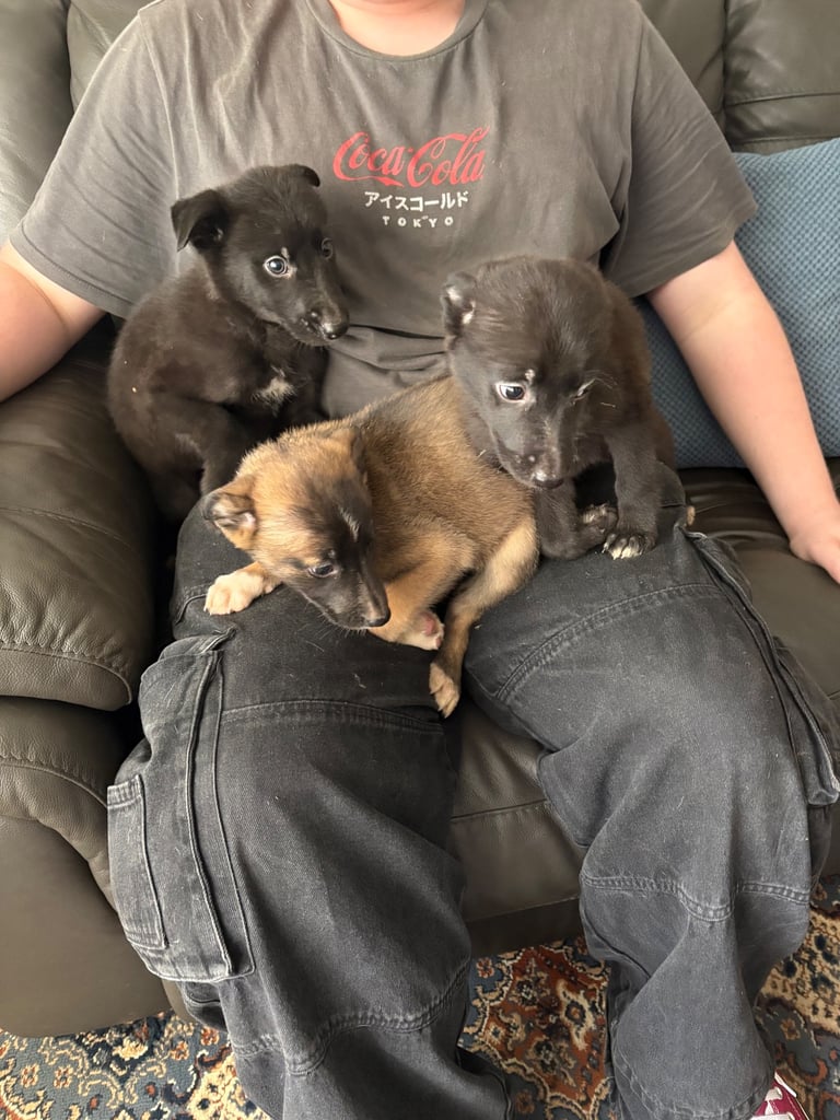 Collie cross puppies for sale 8 weeks old 