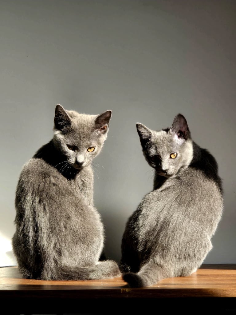 Russian Blue Kittens (only 2 left)