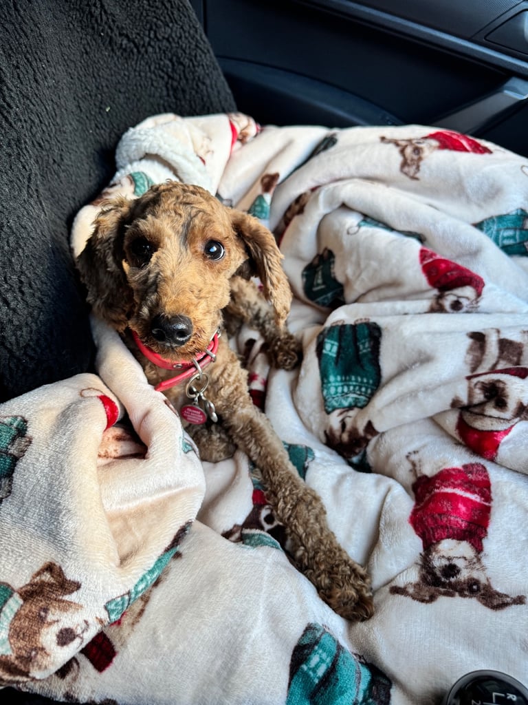 KC Red Fox miniature toy Poodle puppy ready now