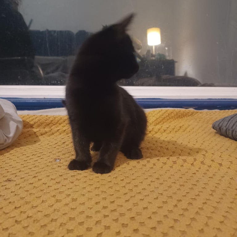 9 week old kittens, boy and girl, for sale
