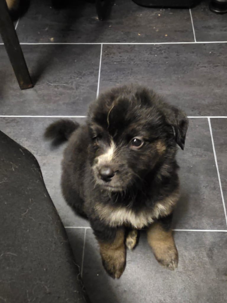 St Bernese mountain dog  X puppies