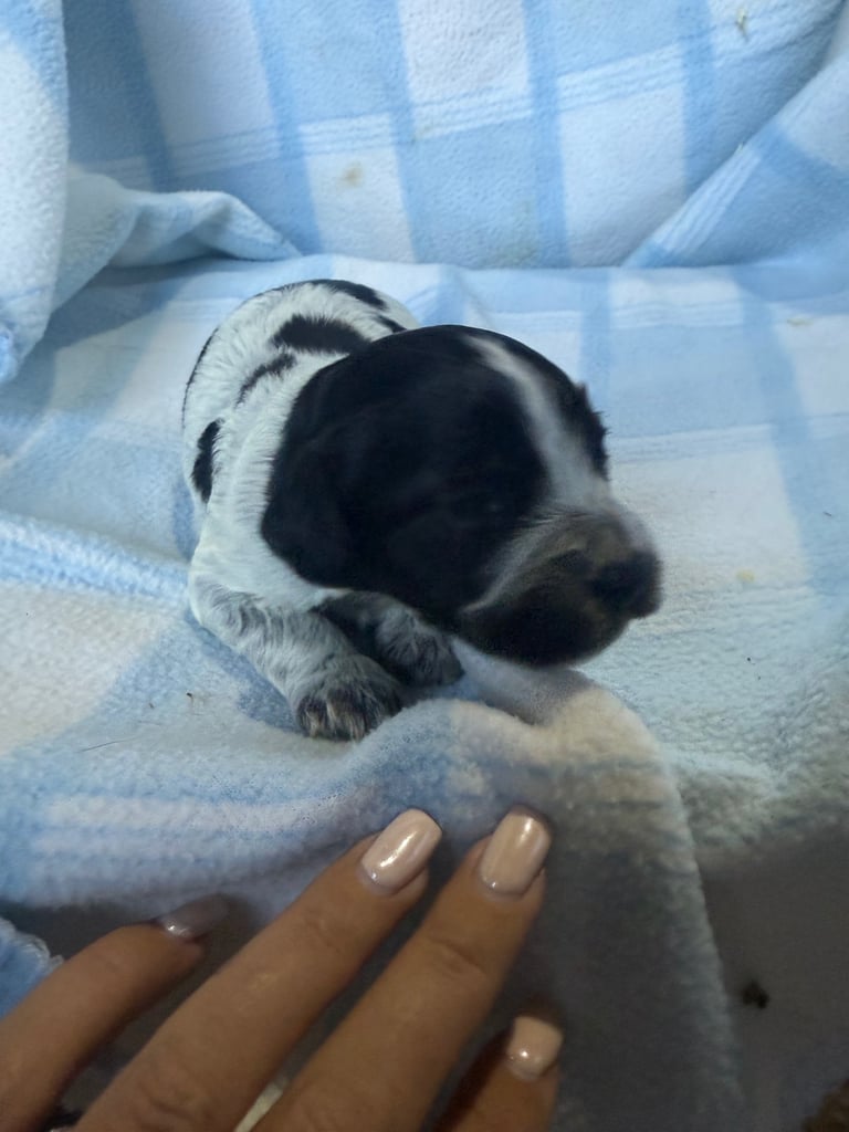 Pure cocker puppies 1 bitch left and 2 dogs left